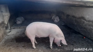 porci de vanzare  - imagine 5