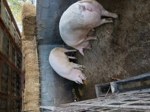 Porci grași de craciun - imagine 2