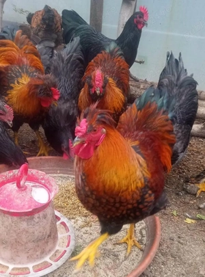 Vand cocosi de fite - Australorp si alte rase pentru cunoscatori - imagine 2