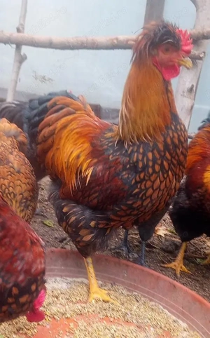 Vand cocosi de fite - Australorp si alte rase pentru cunoscatori - imagine 3