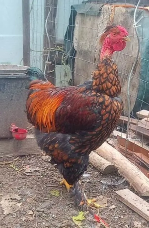 Vand cocosi de fite - Australorp si alte rase pentru cunoscatori - imagine 4