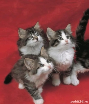 Norvegiană de Pădure 