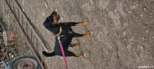 femelă JagdTerrier jagd terrier 