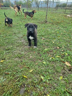 Ofer spre adopție căței