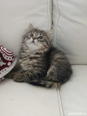 Siberiana  de padure 