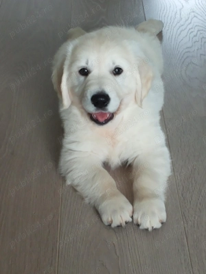 Pui de Golden Retriever de rasă pură in Alba Iulia   9 săptămâni de bucurie și devotament!