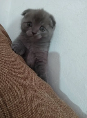 Scottish Fold  - imagine 2 Scottish Fold  - imagine 2