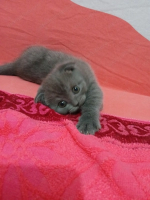 Scottish Fold  - imagine 4 Scottish Fold  - imagine 4