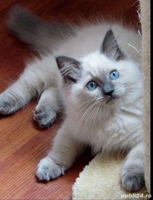 Puiut ragdoll deosebit - imagine 2