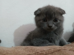 Scottish Fold  - imagine 3 Scottish Fold  - imagine 3