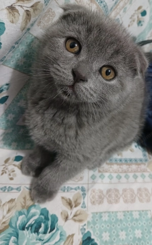 Scottish Fold  - imagine 5 Scottish Fold  - imagine 5