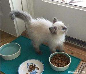 Puiut ragdoll deosebit