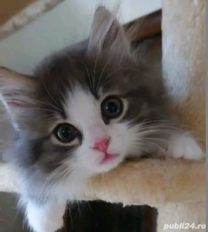 Siberiană a de Pădure 