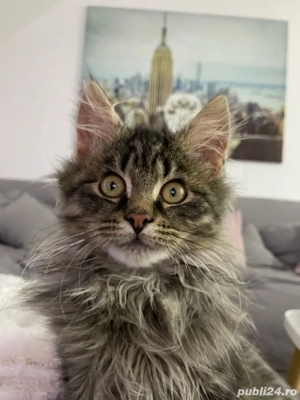 Maine coon puiuti  - imagine 2 Maine coon puiuti  - imagine 2