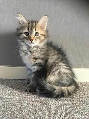 Maine coon puiuti  - imagine 3 Maine coon puiuti  - imagine 3