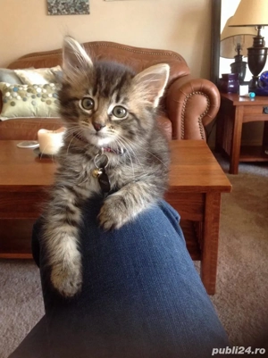 Norvegiana de padure pui  - imagine 4