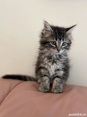 Norvegiana de padure pui  - imagine 2