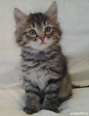 Norvegiana de padure pui  - imagine 3