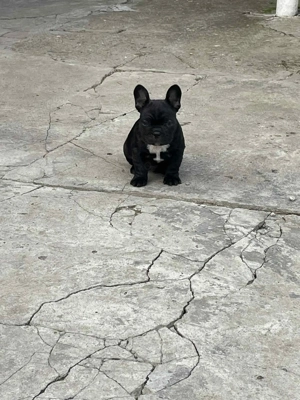 Buldog Francez 6 săptămânii  - imagine 3