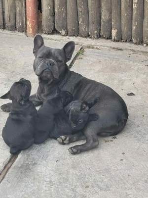 Buldog Francez 6 săptămânii 
