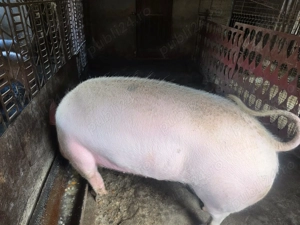 Porc de vanzare - imagine 2 Porc de vanzare - imagine 2