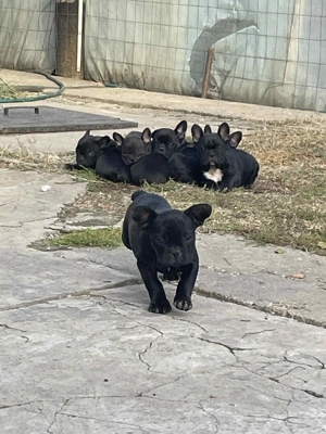 Buldog Francez 6 săptămânii  - imagine 5