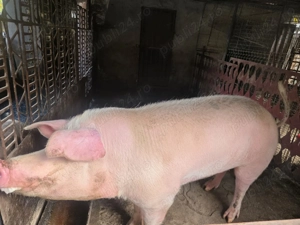 Porc de vanzare - imagine 5 Porc de vanzare - imagine 5
