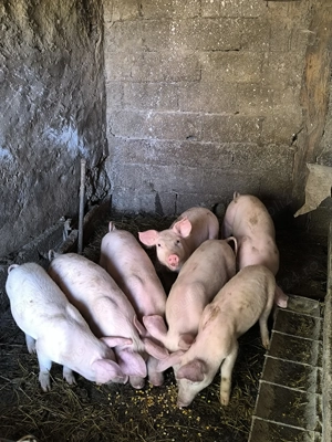 Vând purcei 25  - 30 kg - imagine 3 Vând purcei 25  - 30 kg - imagine 3