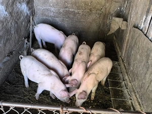 Vând purcei 25  - 30 kg - imagine 2 Vând purcei 25  - 30 kg - imagine 2