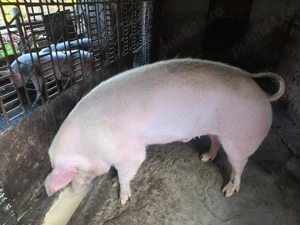 Porc de vanzare - imagine 3 Porc de vanzare - imagine 3