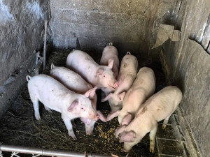 Vând purcei 25  - 30 kg