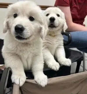 Pui de Golden Retriever in Sibiu  9 săptămâni, rasă pură, părinți cu pedigree tip A! Livrare!