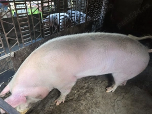 Porc de vanzare - imagine 4 Porc de vanzare - imagine 4