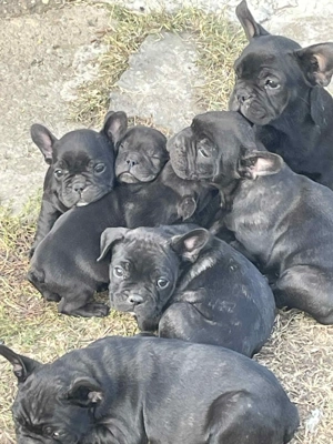 Buldog Francez 6 săptămânii  - imagine 4