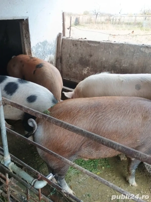 Porci pentru Crăciun de vânzare  - imagine 2