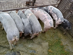 Purcei de vânzare ! - imagine 3
