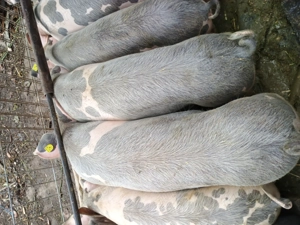 Purcei de vânzare !