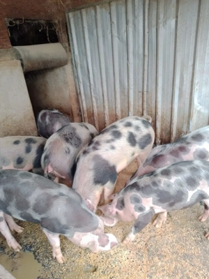 Porci de vanzare - imagine 3