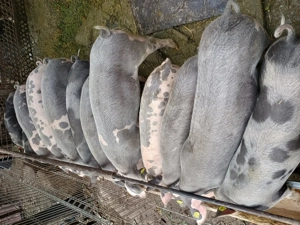 Purcei de vânzare ! - imagine 4