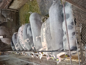 Purcei de vânzare ! - imagine 5