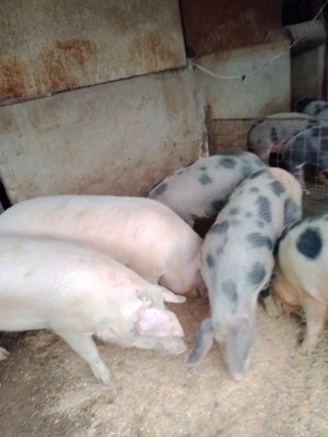 Porci de vanzare - imagine 2