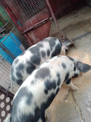 Porci de vanzare - imagine 4