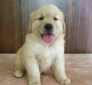Pui Golden Retriever de vanzare in Brasov   9 săptămâni, blânzi și jucăuși! Livrare!