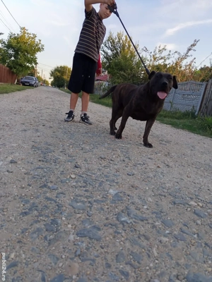 se vinde presa canario  - imagine 2 se vinde presa canario  - imagine 2