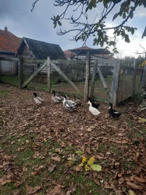 Vand sau schimb rate polare 