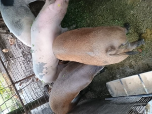 Porci de vânzare !!!