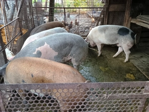 Porci de vânzare !!! - imagine 3