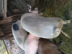 Porci de vânzare !!! - imagine 2