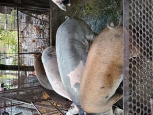 Porci de vânzare !!! - imagine 5