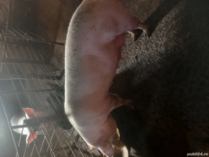 vand scroafa - imagine 3